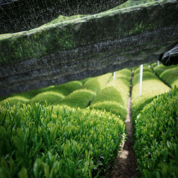 L'histoire Kyoto Ritual