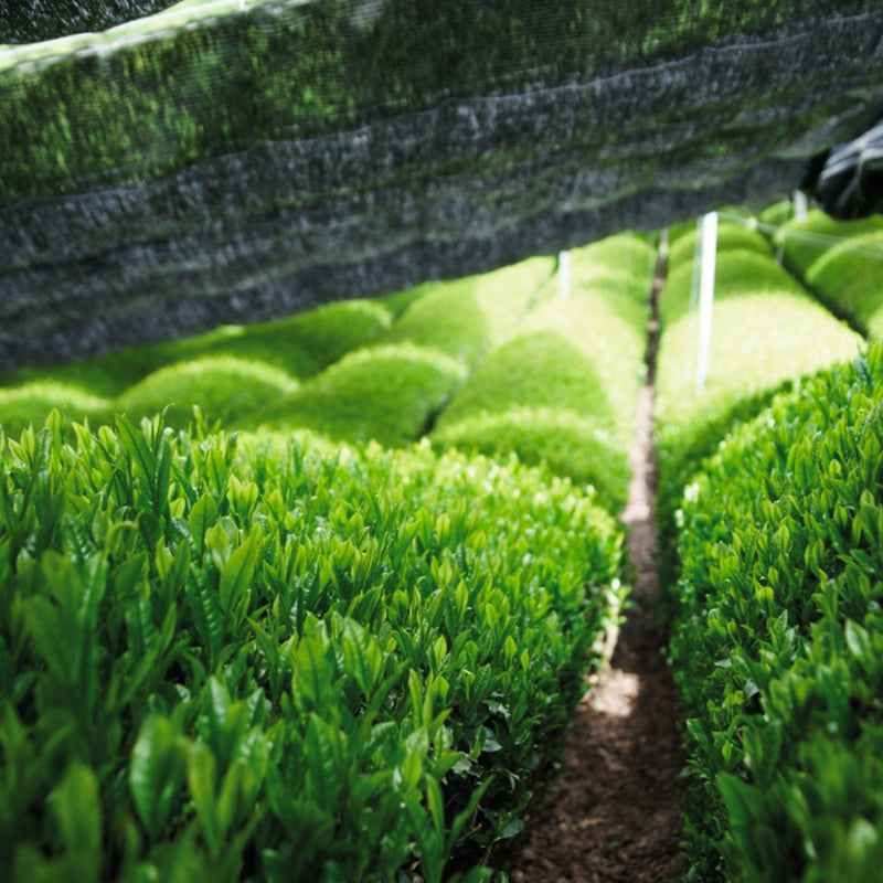 Champs de thé ombragés — Uji, Kyoto